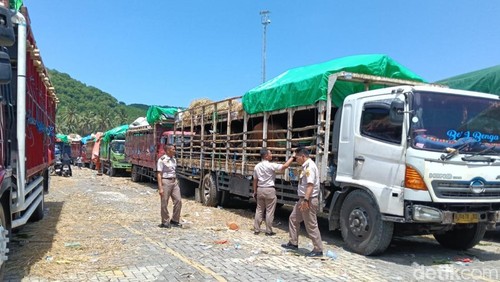 Pengiriman hewan ternak di Pelabuhan Gili Mas, Lembar, Lombok Barat.