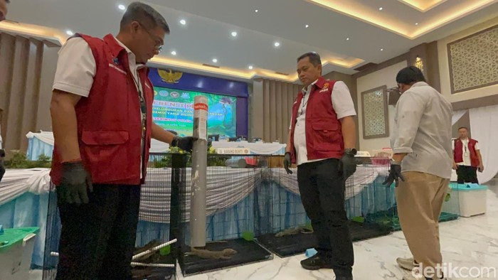 Penyelundupan komodo yang digagalkan Polda Jatim