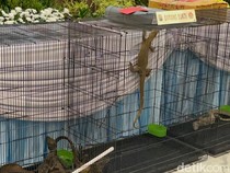 Fakta-fakta Penyelundupan Komodo Lewat Paralon dari NTT ke Surabaya