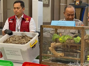 Komodo-Kuskus Diselundupkan dalam Paralon, Per Ekor Rp 40 Jutaan