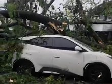 Cuaca Ekstrem Landa Bogor, Pohon Tumbang Rusak Rumah hingga Timpa Mobil
