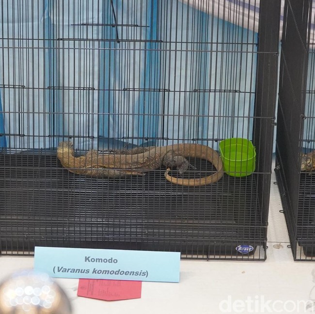 Polda Jatim Gagalkan Penyelundupan Komodo dari NTT Gunakan Paralon