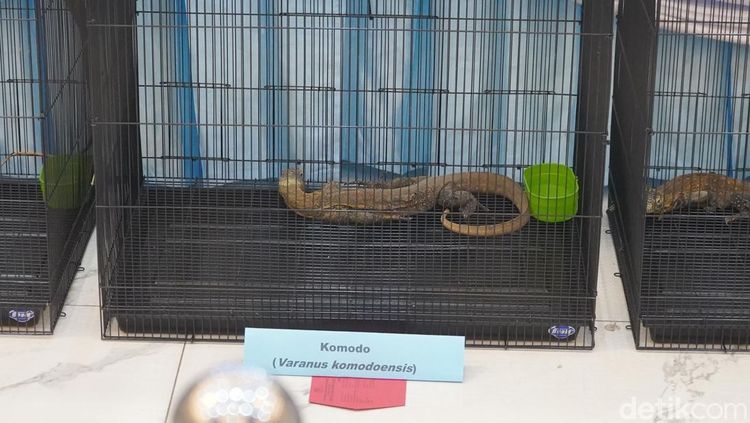 Polda Jatim Gagalkan Penyelundupan Komodo dari NTT Gunakan Paralon