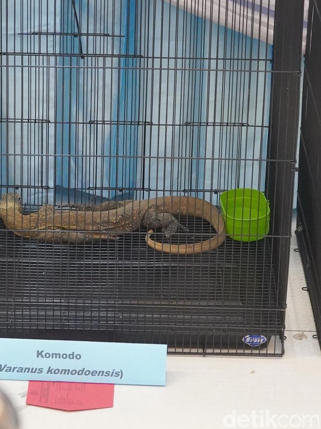 Polda Jatim Gagalkan Penyelundupan Komodo dari NTT Gunakan Paralon