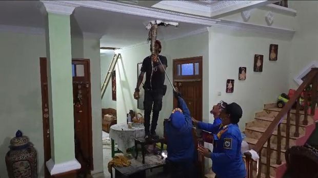 Proses evakuasi biawak yang masuk rumah warga di Kuningan Proses evakuasi biawak yang masuk rumah warga di Kuningan