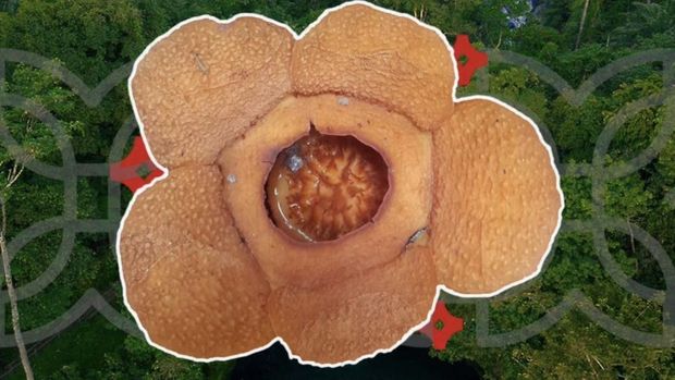 Rafflesia harjatii, endemik baru Kalimantan Rafflesia harjatii, endemik baru Kalimantan.