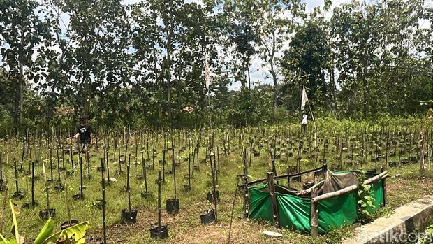 Salah satu lahan pertanian yang Petani Punk Gunungkidul garap di Kalangan, Ngipak, Karangmojo, Gunungkidul. Perwakilan Petani Punk Gunungkidul, SiBagz (bertopi paling depan) saat memberikan keterangan, Rabu (15/4/2026).