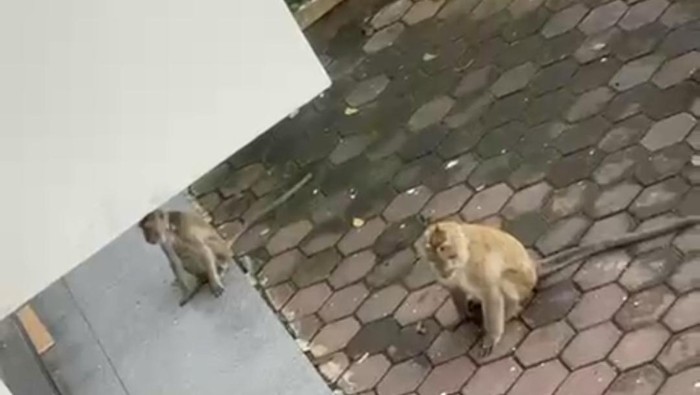 Teror monyet di Kampung Legok Kadu Tasikmalaya.