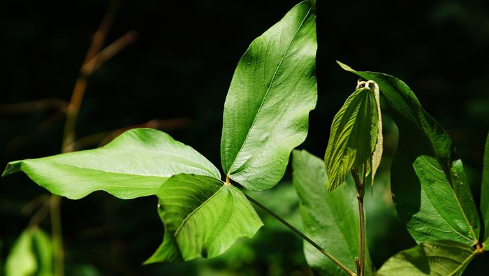 flemingia macrophylla is a woody leguminous shrub that belongs to the genus Flemingia. broadleaf with finger shape and pinnate leaf bone.