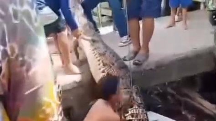 Buaya yang terjaring oleh warga di Ogan Komering Ilir (OKI)