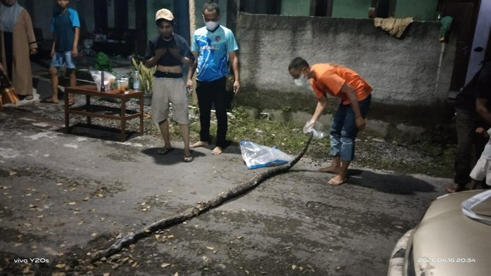 Ketua Umum Exalos Indonesia Janu Wahyu, saat menunjukan ular piton 2,5 meter di Desa Jatikuwung, Kecamatan Gondangrejo, Kabupaten Karanganyar, Kamis (16/4/2026).