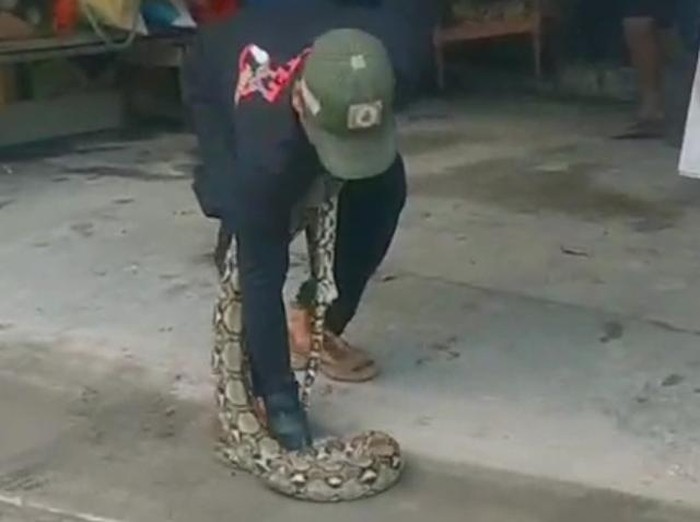 Proses evakuasi ular piton 3 meter yang muncul di garasi rumah warga Kupang, Karangdowo, Klaten, Kamis (16/4/2026).