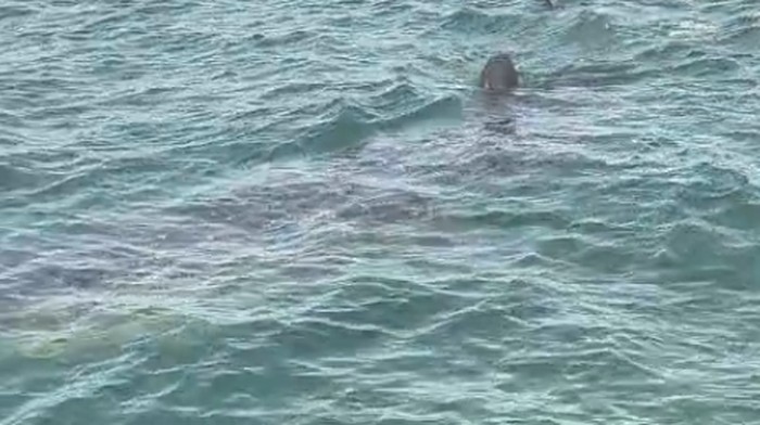 Heboh kemunculan ikan raksasa diduga paus di perairan Barrang Lompo, Makassar.