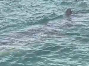 Ikan Paus Muncul di Perairan Barrang Lompo Makassar