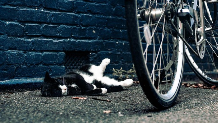 Ilustrasi Menabrak Kucing. Benarkah menabrak kucing bawa sial?