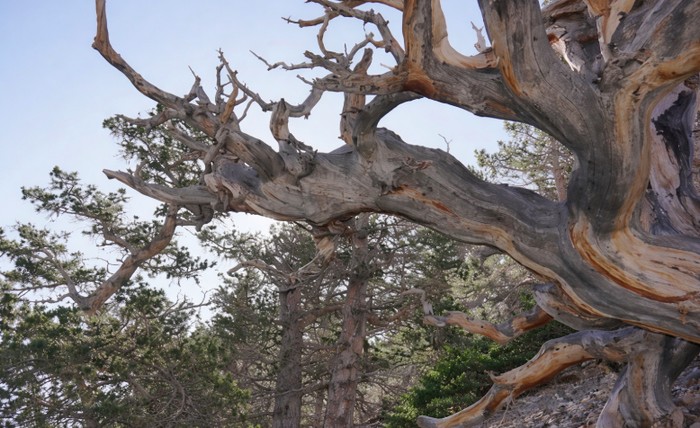 Ilustrasi pohon ditebang