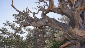 Pohon Tertua Dunia Ditebang, Usia Ribuan Tahun Sebelum Yesus