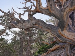 Pohon Tertua Dunia Ditebang, Usia Ribuan Tahun Sebelum Yesus