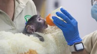 Media Meksiko bahkan menjulukinya “Tapatio Punch”, karena dianggap mirip dengan monyet Jepang yang sempat viral usai memeluk boneka orangutan dari IKEA. REUTERS/Michelle Freyria