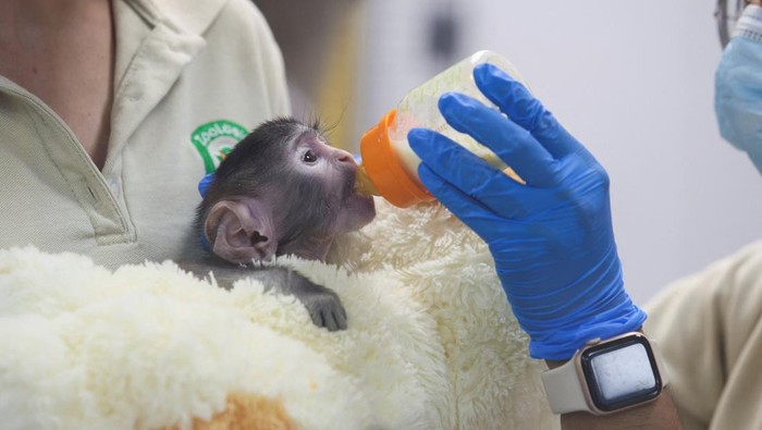 Veterinarians check Yuji, a patas monkey (Erythrocebus patas) born in early March, being cared for at the Guadalajara Zoo's Integral Centre of Animal Medicine and Wellbeing (CIMBA) after his mother was unable to care for him, as he clings to a plush dog, in Guadalajara, Mexico, April 15, 2026. REUTERS/Michelle Freyria     TPX IMAGES OF THE DAY