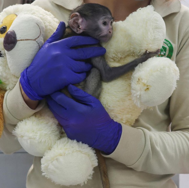 Mirip Punch, Bayi Monyet Yuji Peluk Boneka Teddy