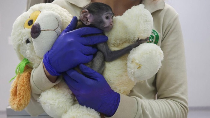 Veterinarians check Yuji, a patas monkey (Erythrocebus patas) born in early March, being cared for at the Guadalajara Zoo's Integral Centre of Animal Medicine and Wellbeing (CIMBA) after his mother was unable to care for him, as he clings to a plush dog, in Guadalajara, Mexico, April 15, 2026. REUTERS/Michelle Freyria     TPX IMAGES OF THE DAY