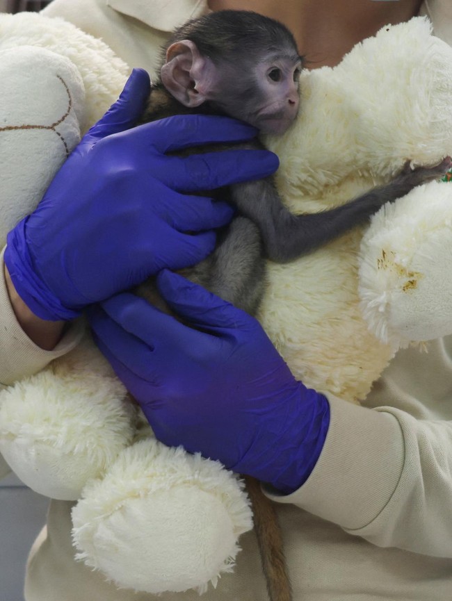 Mirip Punch, Bayi Monyet Yuji Peluk Boneka Teddy