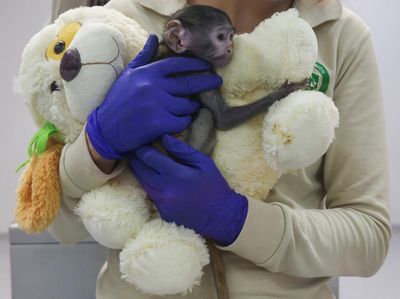 Veterinarians check Yuji, a patas monkey (Erythrocebus patas) born in early March, being cared for at the Guadalajara Zoos Integral Centre of Animal Medicine and Wellbeing (CIMBA) after his mother was unable to care for him, as he clings to a plush 