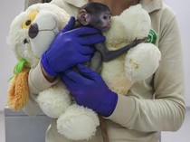 Mirip Punch, Bayi Monyet Yuji Peluk Boneka Teddy