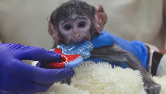 Veterinarians check Yuji, a patas monkey (Erythrocebus patas) born in early March, being cared for at the Guadalajara Zoo's Integral Centre of Animal Medicine and Wellbeing (CIMBA) after his mother was unable to care for him, as he clings to a plush dog, in Guadalajara, Mexico, April 15, 2026. REUTERS/Michelle Freyria     TPX IMAGES OF THE DAY