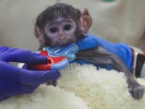 Video: Mirip Punch! Bayi Monyet Yuji Peluk Boneka Teddy