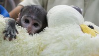 Kehadirannya menarik perhatian pengunjung yang senang melihat bayi monyet itu memeluk boneka beruang sebagai penopang. REUTERS/Michelle Freyria