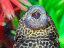 5 Hal yang Membuat Ikan Sapu-sapu Tak Aman Dikonsumsi