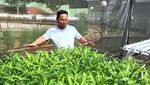Narji Kini Jadi Juragan Lahan, Jago Tanam Kangkung hingga Melon Manis!