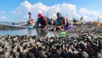 Nelayan Banyuwangi Berburu Kerang Hijau Saat Laut Surut