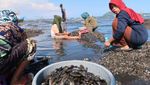 Nelayan Banyuwangi Berburu Kerang Hijau Saat Laut Surut