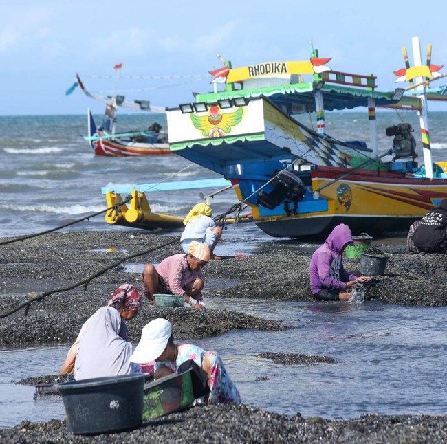Nelayan Banyuwangi Berburu Kerang Hijau Saat Laut Surut