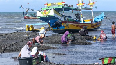 Nelayan Banyuwangi Berburu Kerang Hijau Saat Laut Surut
