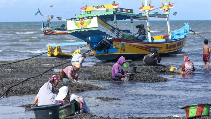 Sejumlah nelayan mencari kerang hijau di Pantai Satelit, Banyuwangi, Jawa Timur, Rabu (15/4/2026). Nelayan memanfaatkan kondisi air laut yang surut untuk mencari sumber pendapatan alternatif saat hasil tangkapan ikan menurun, dengan harga jual kerang hijau sekitar Rp25 ribu per kilogramnya. ANTARA FOTO/Budi Candra Setya/wsj.