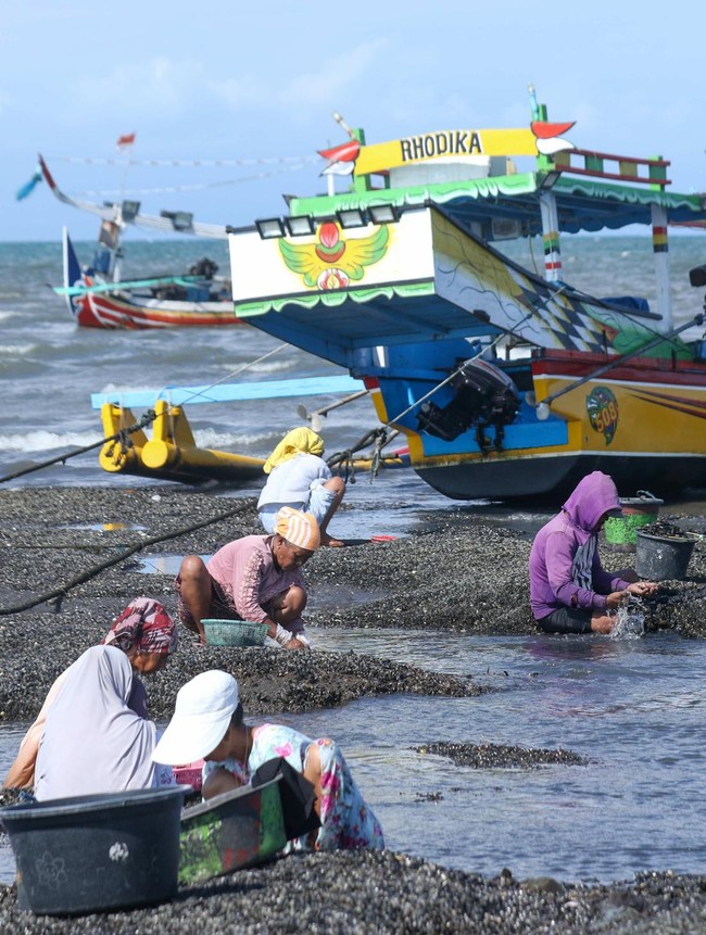 Nelayan Banyuwangi Berburu Kerang Hijau Saat Laut Surut