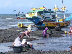 Nelayan Banyuwangi Berburu Kerang Hijau Saat Laut Surut