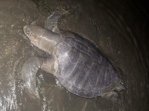3 Penyu Ditemukan Mati Terdampar di Pantai Parepare dalam 2 Bulan