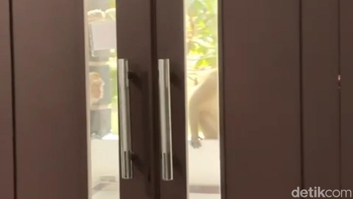 Penampakan monyet di depan pintu rumah warga Tasikmalaya