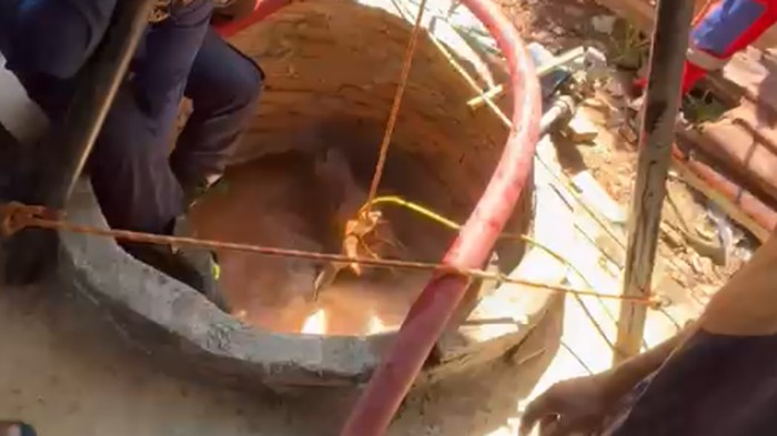 Personel Damkar Makassar mengevakuasi sapi yang tercebur ke sumur.