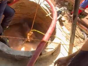 Evakuasi Dramatis Sapi Terjatuh Dalam Sumur di Biringkanaya Makassar