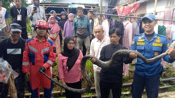 Petugas damkar mengevakuasi ular sanca di Ciamis