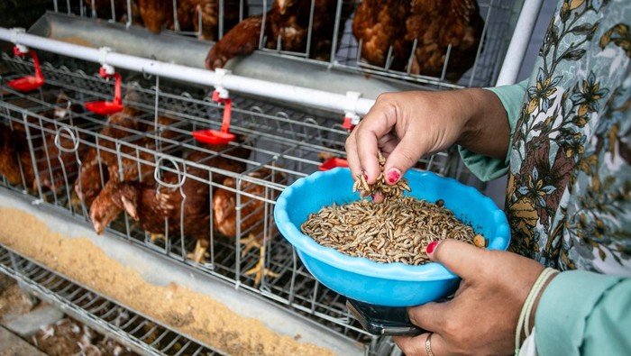 Pekerja memberi ayam makanan berupa maggot hasil budi daya di dapur Satuan Pelayanan Pemenuhan Gizi (SPPG) Pimpinan Daerah Aisyiyah (PDA), Sukoharjo, Jawa Tengah, Kamis (16/4/2026). SPPG tersebut mengatasi persoalan limbah organik sisa produksi dengan membudidayakan maggot dan dimanfaatkan kembali untuk produksi pangan mandiri berkonsep homestead yaitu untuk dijual, pakan ternak dan pupuk organik untuk sayuran. ANTARA FOTO/Mohammad Ayudha