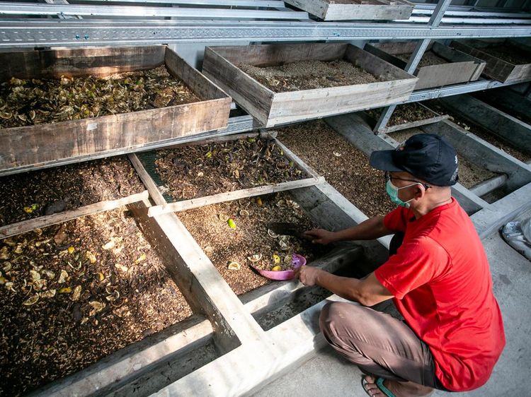 Sampah Dapur Disulap Jadi Cuan, SPPG Andalkan Maggot