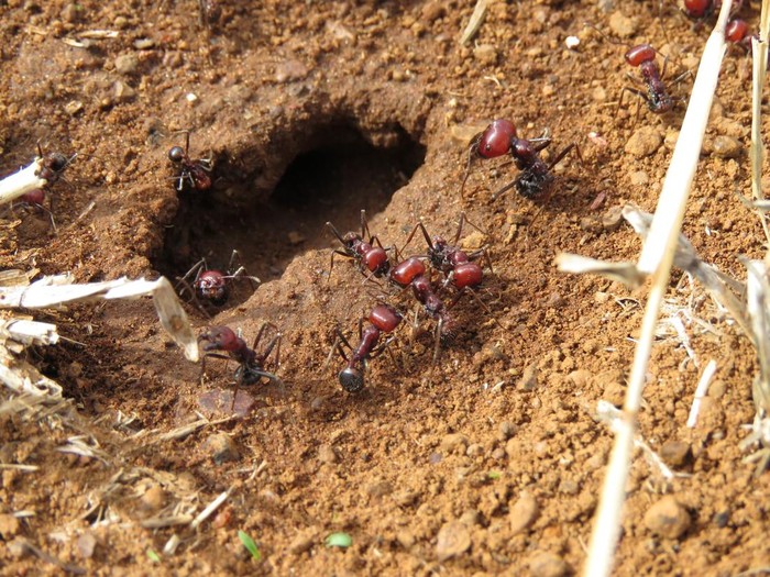 Semut raksasa Afrika