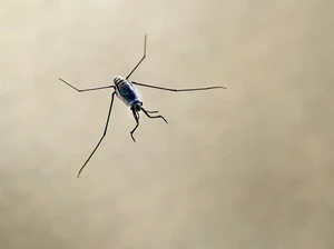Mengapa Hampir Tak Ada Serangga yang Hidup di Laut? Ini Alasannya